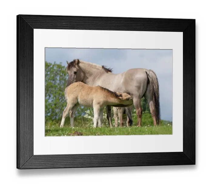 Framed Print : Konik wild horse (Equus ferus caballus) foal suckling its mother, Meinerswijk nature reserve, near Arnhem, the Netherlands. May Framed Print : Konik wild horse (Equus ferus caballus) foal suckling its mother, Meinerswijk nature reserve, near Arnhem, the Netherlands. May