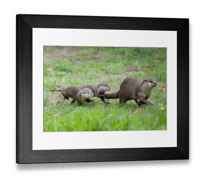 Framed Print : Family of Asian small-clawed otter (Aonyx cinerea), parent and pups, walking through grass. Captive, occurs in Asia. Zooparc Overloon, the Netherlands
