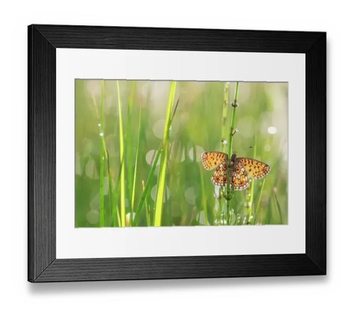 Framed Print : Small pearl-bordered fritillary butterfly (Boloria selene) resting on grass, the Netherlands. July Framed Print : Small pearl-bordered fritillary butterfly (Boloria selene) resting on grass, the Netherlands. July