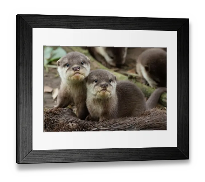 Framed Print : Asian small-clawed otter (Aonyx cinerea) pups looking at camera. Captive, occurs in Asia. Zooparc Overloon, the Netherlands Framed Print : Asian small-clawed otter (Aonyx cinerea) pups looking at camera. Captive, occurs in Asia. Zooparc Overloon, the Netherlands