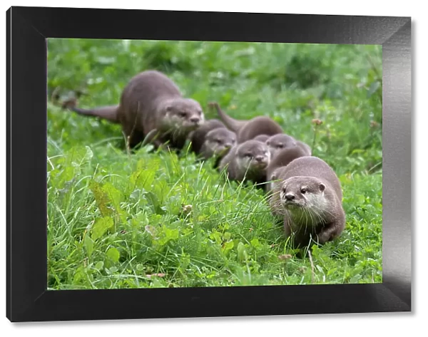 Family of Asian small-clawed otter (Aonyx cinerea), parents and pups, walking through grass. Captive, occurs in Asia. Zooparc Overloon, the Netherlands