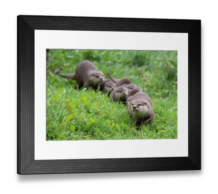 Framed Print : Family of Asian small-clawed otter (Aonyx cinerea), parents and pups, walking through grass. Captive, occurs in Asia. Zooparc Overloon, the Netherlands Framed Print : Family of Asian small-clawed otter (Aonyx cinerea), parents and pups, walking through grass. Captive, occurs in Asia. Zooparc Overloon, the Netherlands