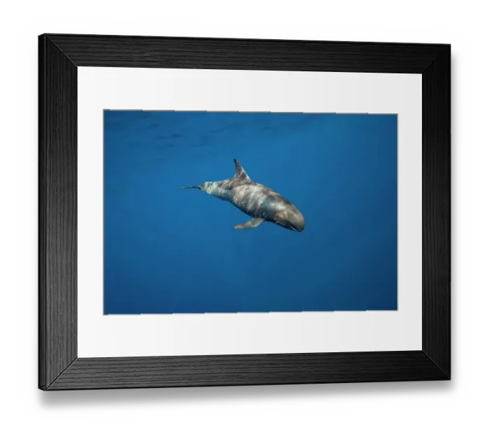 Framed Print : Male Pygmy killer whale (Feresa attenuata) swimming in open ocean, Hawaii, Pacific Ocean