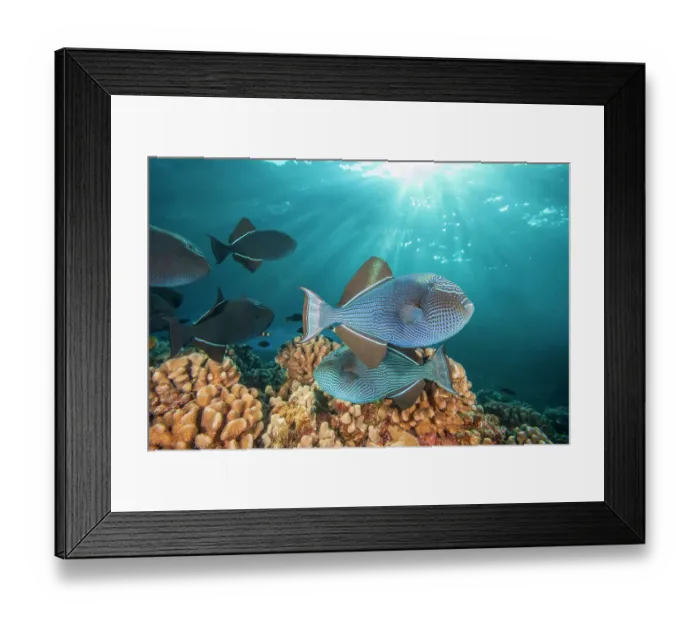 Framed Print : Black triggerfish (Melichthys niger) swimming over reef, usually dark black in color, Hawaii, Pacific Ocean Framed Print : Black triggerfish (Melichthys niger) swimming over reef, usually dark black in color, Hawaii, Pacific Ocean