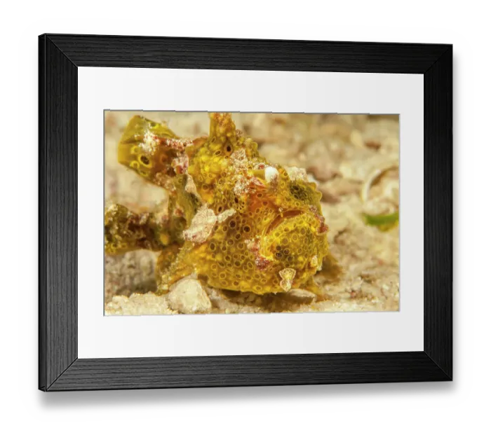 Framed Print : Painted frogfish (Antennarius pictus) portrait, Sipidan, Malaysia, Celebes Sea Framed Print : Painted frogfish (Antennarius pictus) portrait, Sipidan, Malaysia, Celebes Sea