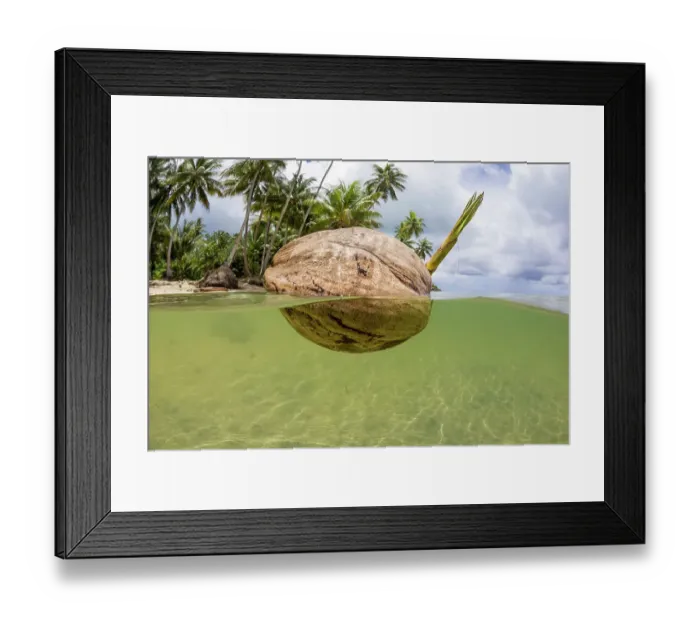 Framed Print : A sprouting coconut floating in the sea close to the shore, Yap, Micronesia, Pacific Ocean Framed Print : A sprouting coconut floating in the sea close to the shore, Yap, Micronesia, Pacific Ocean