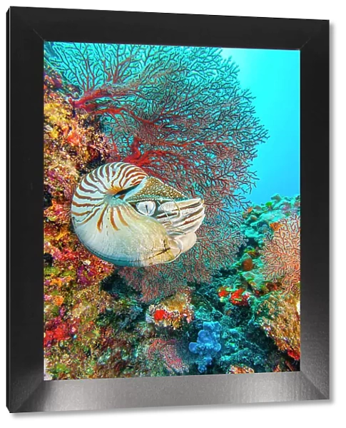 Palau chambered nautilus (Nautilus belauensis) in front of red Sea fan (Gorgonia) on a vibrant coral reef, Palau, Micronesia, Pacific Ocean