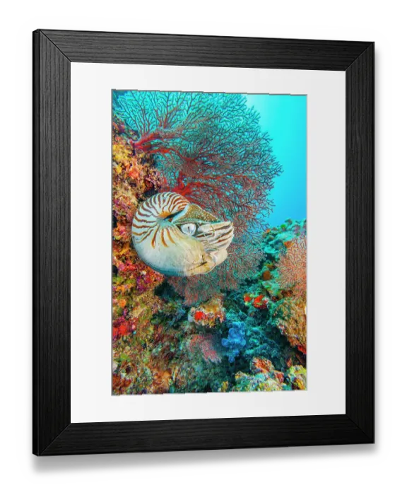 Framed Print : Palau chambered nautilus (Nautilus belauensis) in front of red Sea fan (Gorgonia) on a vibrant coral reef, Palau, Micronesia, Pacific Ocean Framed Print : Palau chambered nautilus (Nautilus belauensis) in front of red Sea fan (Gorgonia) on a vibrant coral reef, Palau, Micronesia, Pacific Ocean