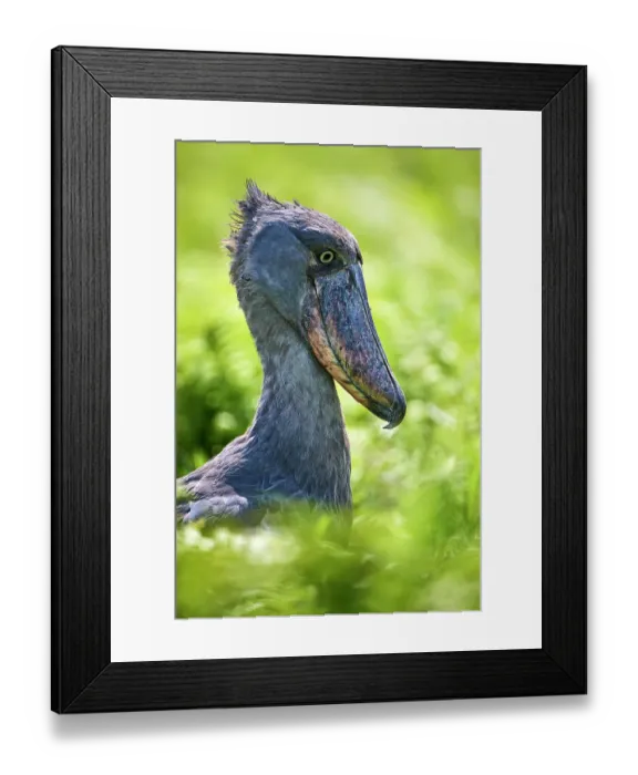 Framed Print : Shoebill (Balaeniceps rex) in swampland, head portrait, Mabamba, Lake Victoria, Uganda, Africa Framed Print : Shoebill (Balaeniceps rex) in swampland, head portrait, Mabamba, Lake Victoria, Uganda, Africa