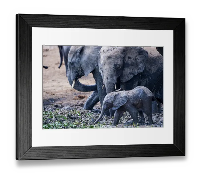 Framed Print : African elephants (Loxodonta africana) with calf, digging out a mud wallow, Queen Elizabeth National Park, Uganda, Africa Framed Print : African elephants (Loxodonta africana) with calf, digging out a mud wallow, Queen Elizabeth National Park, Uganda, Africa