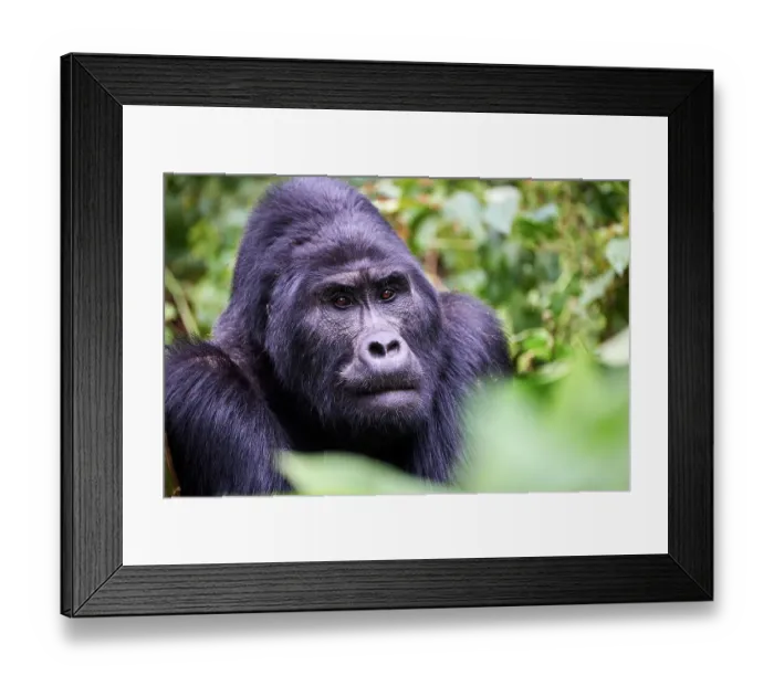 Framed Print : Mountain gorilla (Gorilla gorilla beringei) silverback, head portrait, Bwindi Impenetrable Forest National Park, Uganda, Africa. Critically endangered Framed Print : Mountain gorilla (Gorilla gorilla beringei) silverback, head portrait, Bwindi Impenetrable Forest National Park, Uganda, Africa. Critically endangered