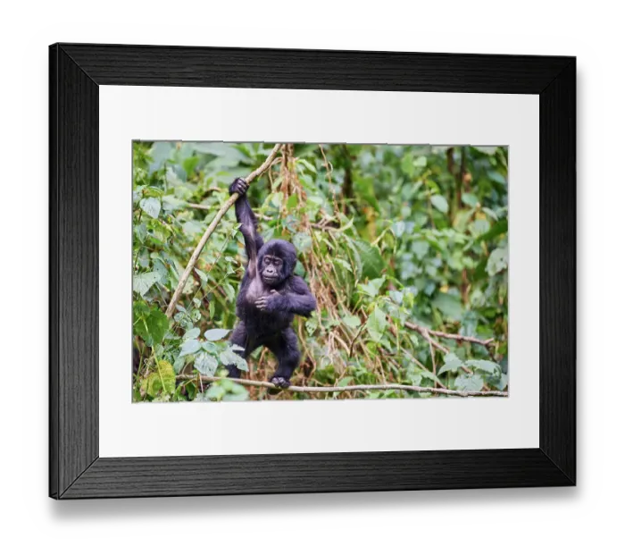 Framed Print : Mountain gorilla (Gorilla beringei) juvenile, aged 15 months, hanging from branch, Bwindi Impenetrable Forest National Park, Uganda, Africa. Critically endangered Framed Print : Mountain gorilla (Gorilla beringei) juvenile, aged 15 months, hanging from branch, Bwindi Impenetrable Forest National Park, Uganda, Africa. Critically endangered