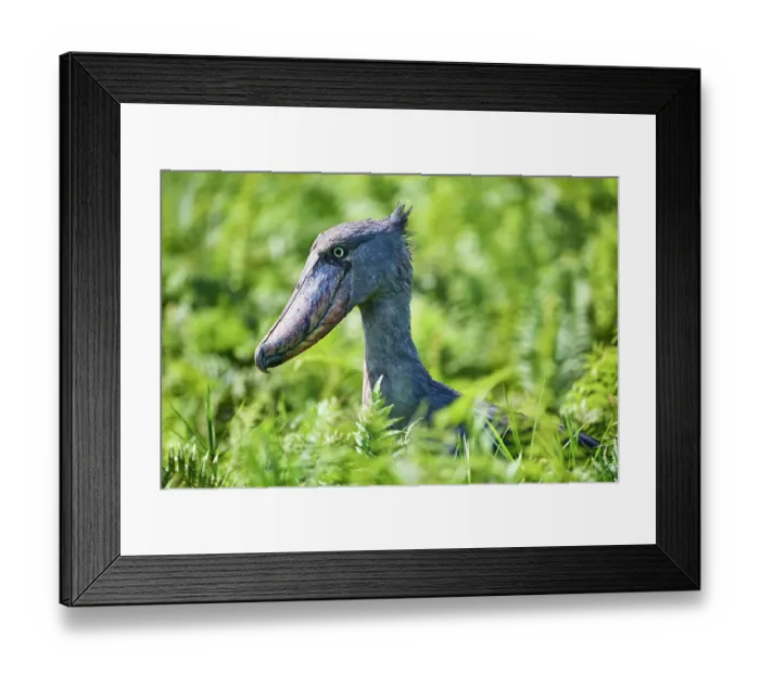 Framed Print : Shoebill (Balaeniceps rex) head portrait, Lake Victoria, Uganda, Africa Framed Print : Shoebill (Balaeniceps rex) head portrait, Lake Victoria, Uganda, Africa