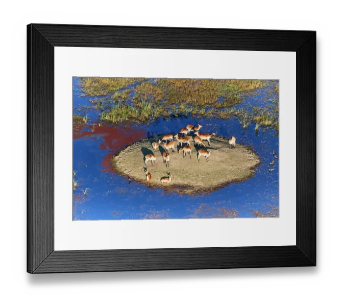Framed Print : Red Lechwe (Kobus leche) herd resting on a small island in swamp, Okavango Delta, Botswana, Africa Framed Print : Red Lechwe (Kobus leche) herd resting on a small island in swamp, Okavango Delta, Botswana, Africa