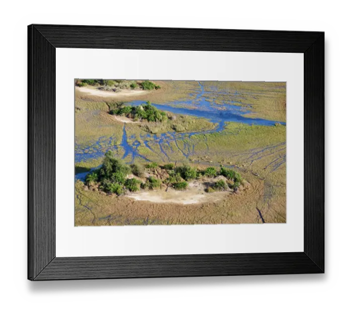 Framed Print : Red Lechwe (Kobus leche) herd crossing swamp surrounding a small island, Okavango Delta, Botswana, Africa Framed Print : Red Lechwe (Kobus leche) herd crossing swamp surrounding a small island, Okavango Delta, Botswana, Africa
