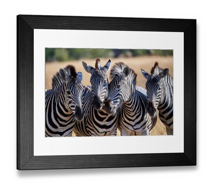 Framed Print : Four Common / Plains Zebras (Equus quagga) standing side by side, portrait, Okavango Delta, Botswana, Africa Framed Print : Four Common / Plains Zebras (Equus quagga) standing side by side, portrait, Okavango Delta, Botswana, Africa