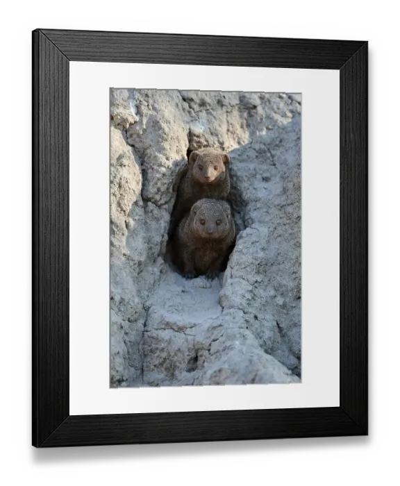 Framed Print : Two Dwarf mongoose (Helogale parvula) peering out of their burrow in termite mound, Okavango Delta, Botswana, Africa Framed Print : Two Dwarf mongoose (Helogale parvula) peering out of their burrow in termite mound, Okavango Delta, Botswana, Africa