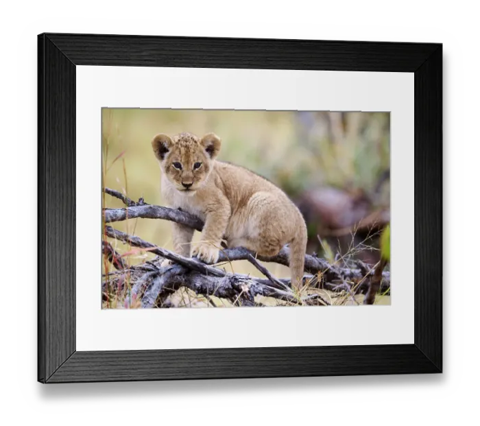 Framed Print : Lion (Panthera leo) cub, aged 3 months, climbing on branch and chewing on a stick, Okavango Delta, Botswana, Africa Framed Print : Lion (Panthera leo) cub, aged 3 months, climbing on branch and chewing on a stick, Okavango Delta, Botswana, Africa