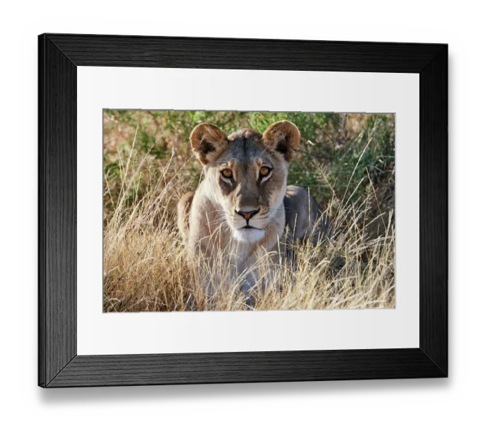 Framed Print : Lioness (Panthera leo) lying in long grass on the savannah, portrait, Okavango Delta, Botswana, Africa Framed Print : Lioness (Panthera leo) lying in long grass on the savannah, portrait, Okavango Delta, Botswana, Africa