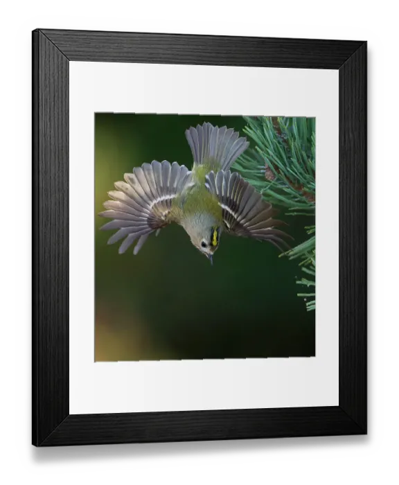 Framed Print : Goldcrest (Regulus regulus) in flight, portrait, Parainen Uto, Finland. September Framed Print : Goldcrest (Regulus regulus) in flight, portrait, Parainen Uto, Finland. September