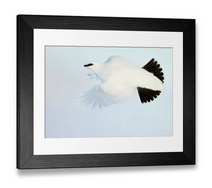 Framed Print : Ptarmigan (Lagopus mutus) winter plumage, in flight, Utsjoki, Finland. February Framed Print : Ptarmigan (Lagopus mutus) winter plumage, in flight, Utsjoki, Finland. February