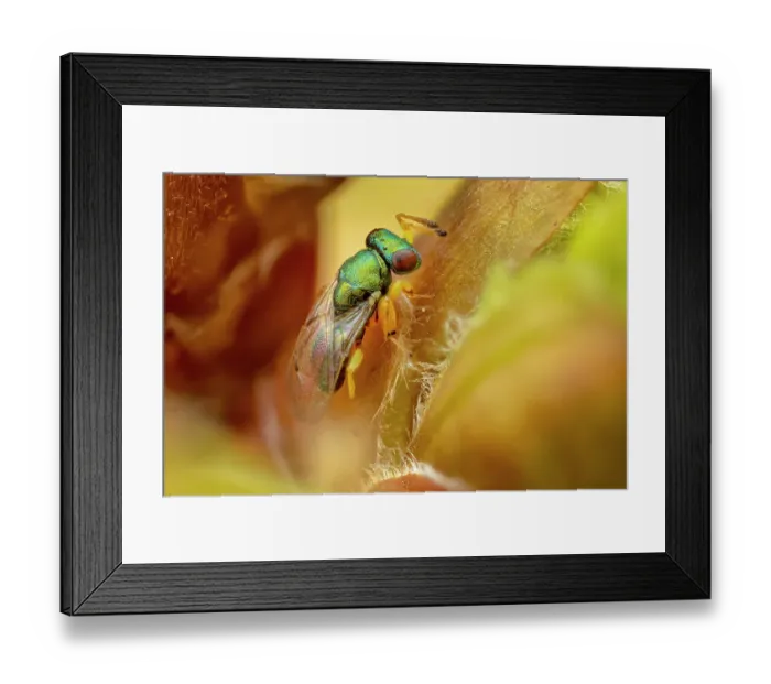 Framed Print : Chalcid Parasitoid Wasp (Pteromalidae, probably Mesopolobus tibialis). 2mm in length, found moving over opening oak buds. Peak District National Park, Derbyshire, UK. April. Focus Stacked Image Framed Print : Chalcid Parasitoid Wasp (Pteromalidae, probably Mesopolobus tibialis). 2mm in length, found moving over opening oak buds. Peak District National Park, Derbyshire, UK. April. Focus Stacked Image