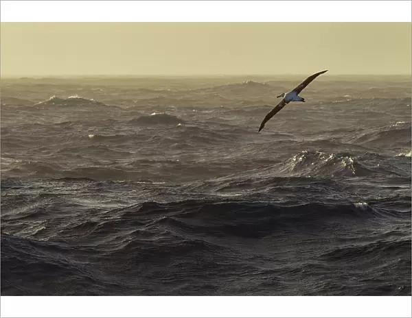 Wandering albatross (Diomedea exulans) in flight over the ocean, Drake Passage, Southern Ocean