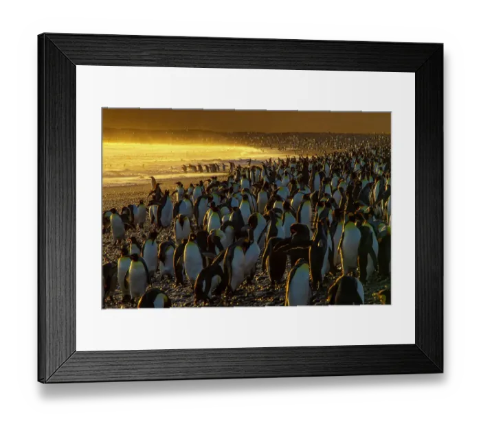 Framed Print : King penguin (Aptenodytes patagonicus) colony at dawn, Salisbury Plain, South Georgia Framed Print : King penguin (Aptenodytes patagonicus) colony at dawn, Salisbury Plain, South Georgia