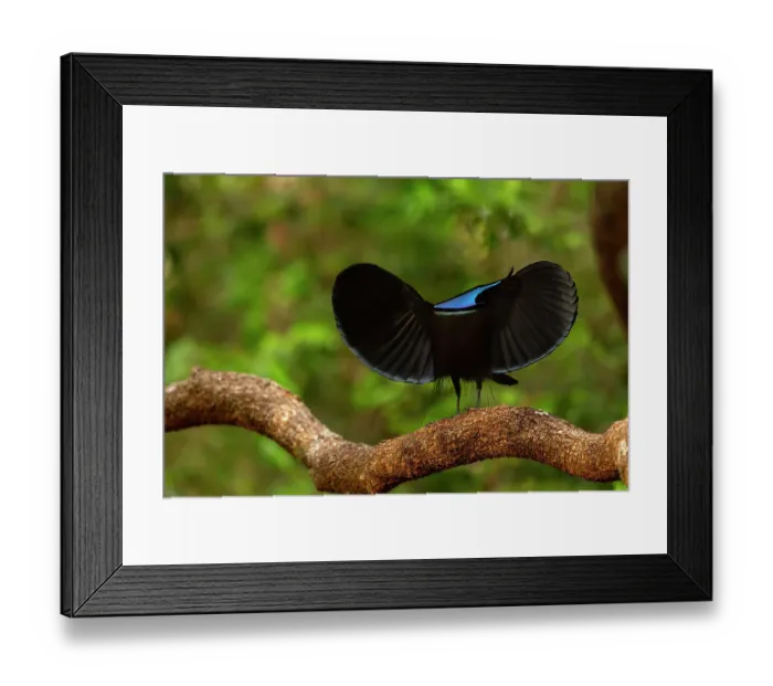Framed Print : Magnificent riflebird (Ptiloris magnificus alberti) male, courtship display, Piccaninny Plains Sanctuary, Cape York Peninsula, Queensland, Australia Framed Print : Magnificent riflebird (Ptiloris magnificus alberti) male, courtship display, Piccaninny Plains Sanctuary, Cape York Peninsula, Queensland, Australia