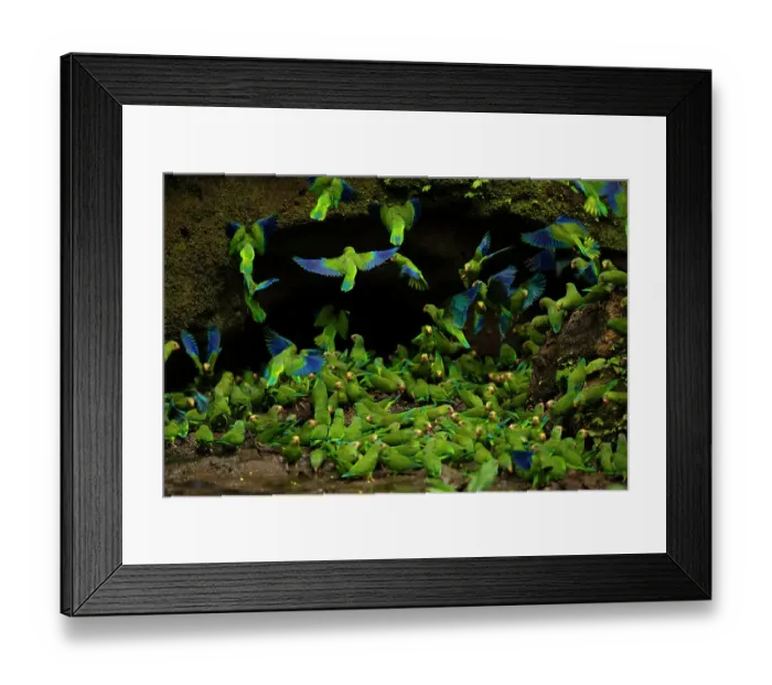 Framed Print : Flock of Cobalt-winged parakeets (Brotogeris cyanoptera) feeding on clay at a clay lick, Yasuni National Park, Orellana Province, Ecuador Framed Print : Flock of Cobalt-winged parakeets (Brotogeris cyanoptera) feeding on clay at a clay lick, Yasuni National Park, Orellana Province, Ecuador