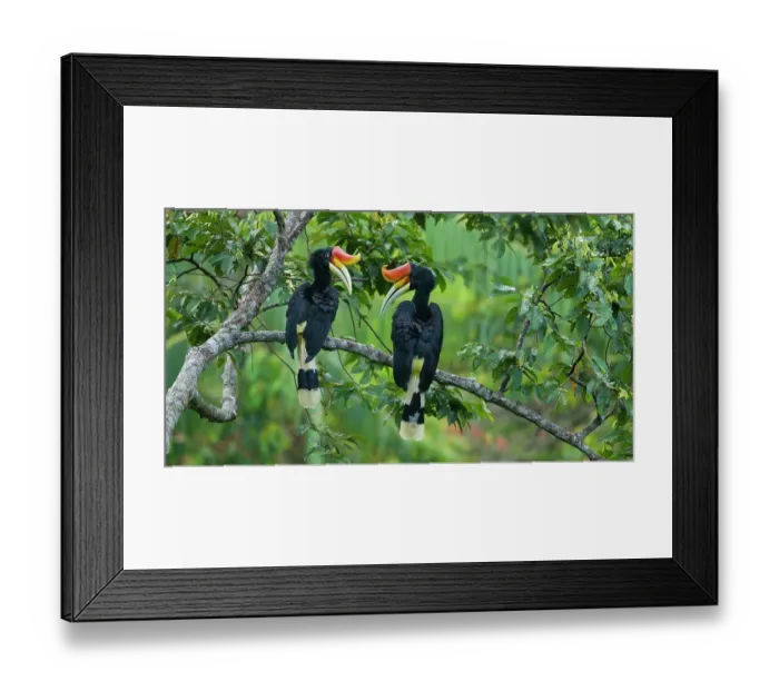 Framed Print : Two Rhinoceros hornbills (Buceros rhinoceros) perched in tree canopy looking at each other, Halabala Wildlife Sanctuary, Narathiwat Province, Thailand Framed Print : Two Rhinoceros hornbills (Buceros rhinoceros) perched in tree canopy looking at each other, Halabala Wildlife Sanctuary, Narathiwat Province, Thailand