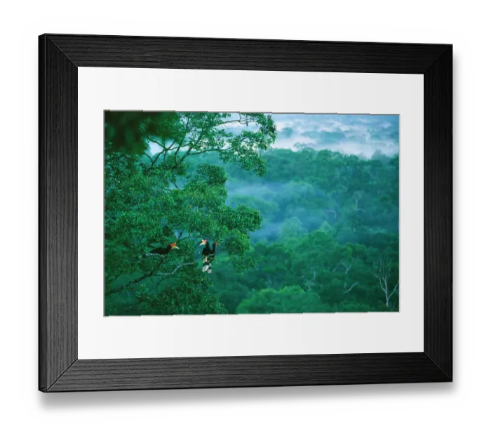 Framed Print : Three Rhinoceros hornbills (Buceros rhinoceros) perched high in tree canopy with lowland rainforest below, Gunung Palung National Park, Borneo, Indonesia Framed Print : Three Rhinoceros hornbills (Buceros rhinoceros) perched high in tree canopy with lowland rainforest below, Gunung Palung National Park, Borneo, Indonesia