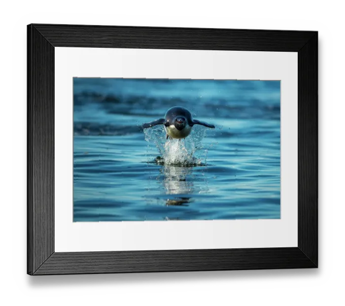 Framed Print : Adelie penguin (Pygoscelis adeliae) leaping out of ocean as it approaches land, Devil Island, Antarctica, Southern Ocean Framed Print : Adelie penguin (Pygoscelis adeliae) leaping out of ocean as it approaches land, Devil Island, Antarctica, Southern Ocean