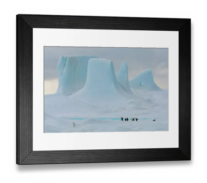 Framed Print : Adelie penguins (Pygoscelis adeliae) on large iceberg with towers and pinnacles in background, Weddell Sea, Antarctica Framed Print : Adelie penguins (Pygoscelis adeliae) on large iceberg with towers and pinnacles in background, Weddell Sea, Antarctica
