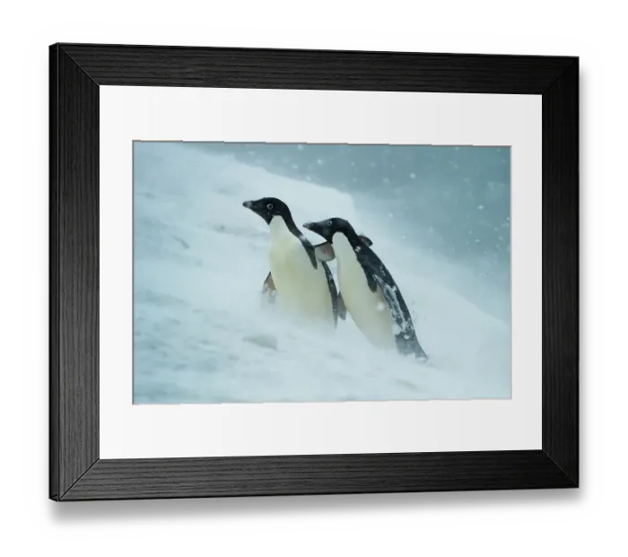 Framed Print : Two Adelie penguins (Pygoscelis adeliae) helping each other walk uphill in a snowstorm, Joinville Island, Antarctica