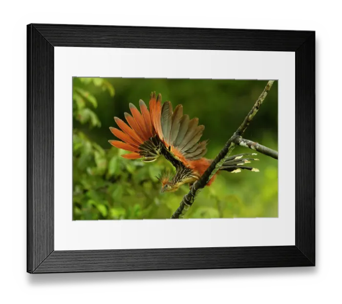 Framed Print : Hoatzin (Opisthocomus hoazin) perched on branch, flapping its wings, above Anangu creek, Yasuni National Park, Francisco de Orellana Province, Ecuador Framed Print : Hoatzin (Opisthocomus hoazin) perched on branch, flapping its wings, above Anangu creek, Yasuni National Park, Francisco de Orellana Province, Ecuador