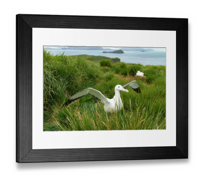 Framed Print : Wandering albatross (Diomedea exulans) male, standing with wings spread in courtship display, Prion Island, South Georgia Framed Print : Wandering albatross (Diomedea exulans) male, standing with wings spread in courtship display, Prion Island, South Georgia