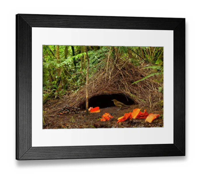Framed Print : Vogelkop bowerbird (Amblyornis inornatus) male, at his bower surrounded by orange leaves and petals and other objects he has collected, Arfak Mountains, Vogelkop Peninsula, West Papua Framed Print : Vogelkop bowerbird (Amblyornis inornatus) male, at his bower surrounded by orange leaves and petals and other objects he has collected, Arfak Mountains, Vogelkop Peninsula, West Papua