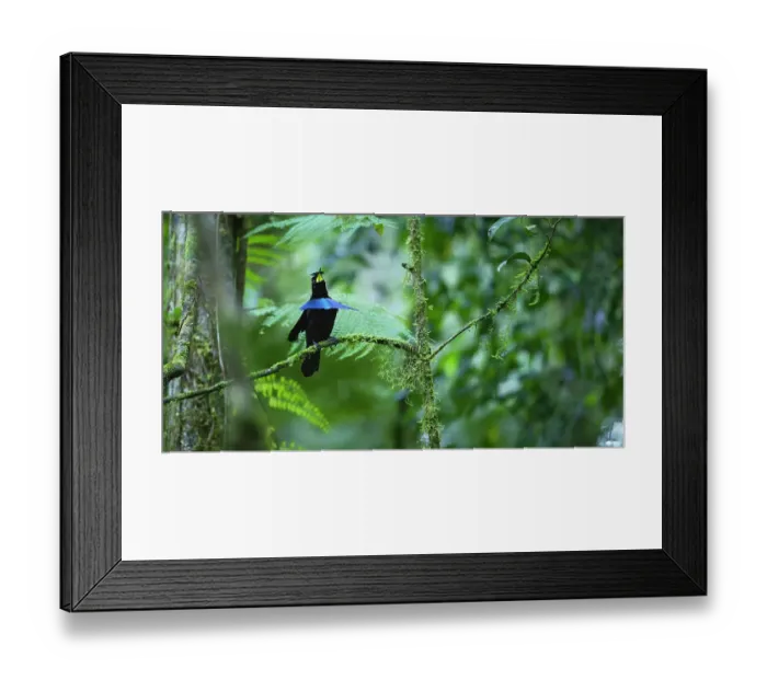 Framed Print : Vogelkop superb bird-of-paradise (Lophorina niedda) male, perched on branch calling, Arfak Mountains Nature Reserve, West Papua, Indonesia Framed Print : Vogelkop superb bird-of-paradise (Lophorina niedda) male, perched on branch calling, Arfak Mountains Nature Reserve, West Papua, Indonesia