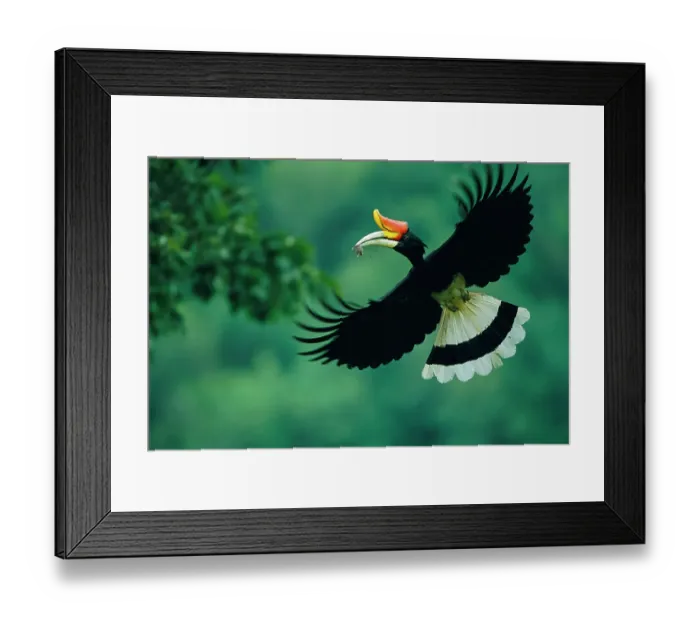 Framed Print : Rhinoceros hornbill (Buceros rhinoceros) male inflight, carrying mouse prey back to nest, Budo-Sungai Padi National Park, Thailand Framed Print : Rhinoceros hornbill (Buceros rhinoceros) male inflight, carrying mouse prey back to nest, Budo-Sungai Padi National Park, Thailand