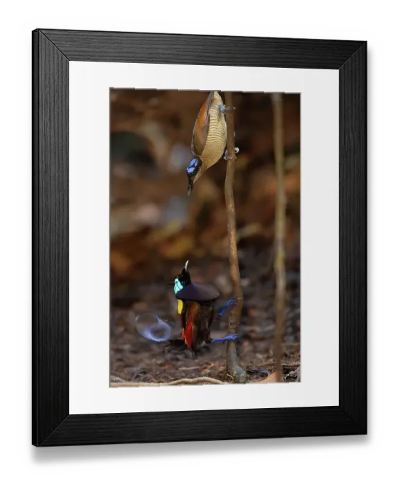 Framed Print : Pair of Wilson's birds of paradise (Cicinnurus respublica), male performing courtship display to female from a small sapling in the middle of his display court, Batanta Island, West Papua, Indonesia Framed Print : Pair of Wilson's birds of paradise (Cicinnurus respublica), male performing courtship display to female from a small sapling in the middle of his display court, Batanta Island, West Papua, Indonesia