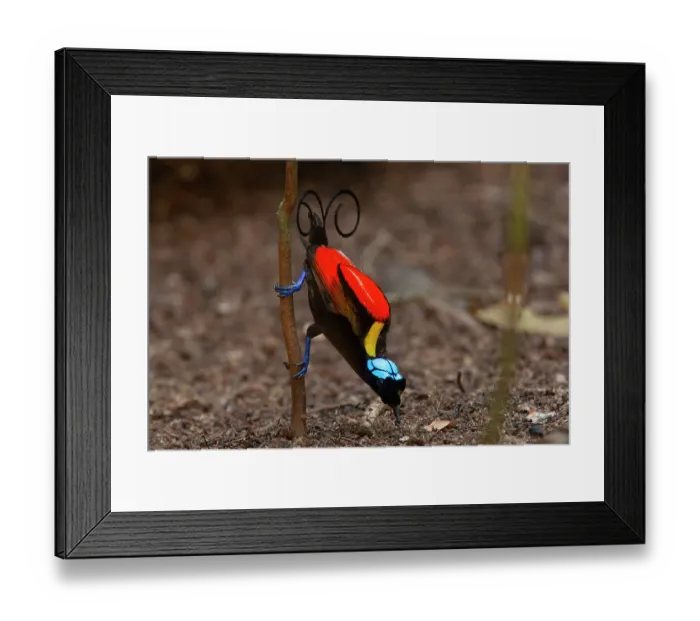 Framed Print : Wilson's bird of paradise (Cicinnurus respublica) male, courtship display, Batanta Island, West Papua, Indonesia Framed Print : Wilson's bird of paradise (Cicinnurus respublica) male, courtship display, Batanta Island, West Papua, Indonesia