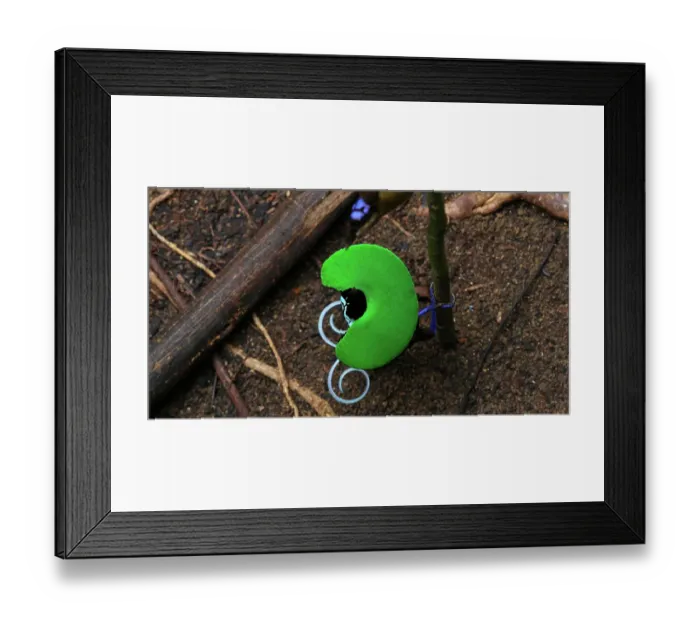 Framed Print : Wilson's bird of paradise (Cicinnurus respublica) male, displaying to female, showing iridescent green breast shield, Raja Ampat Islands, West Papua, Indonesia Framed Print : Wilson's bird of paradise (Cicinnurus respublica) male, displaying to female, showing iridescent green breast shield, Raja Ampat Islands, West Papua, Indonesia