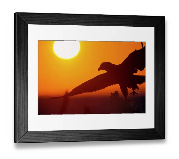 Framed Print : White-tailed eagle (Haliaeetus albicilla) taking off from iceberg at sunrise, Shiretoko National Park, Hokkaido, Japan Framed Print : White-tailed eagle (Haliaeetus albicilla) taking off from iceberg at sunrise, Shiretoko National Park, Hokkaido, Japan