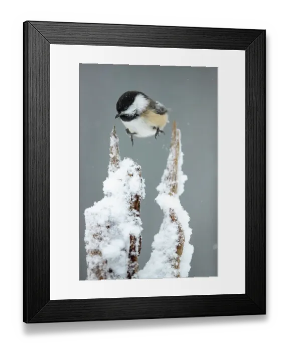 Framed Print : Black-capped chickadee (Poecile atricapillus) hopping between snow-covered perches, Lexington, Massachusetts, USA. February Framed Print : Black-capped chickadee (Poecile atricapillus) hopping between snow-covered perches, Lexington, Massachusetts, USA. February