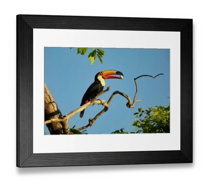 Framed Print : Toco toucan (Ramphastos toco) perched on branch, holding egg in its bill before swallowing it, Pantanal, Brazil