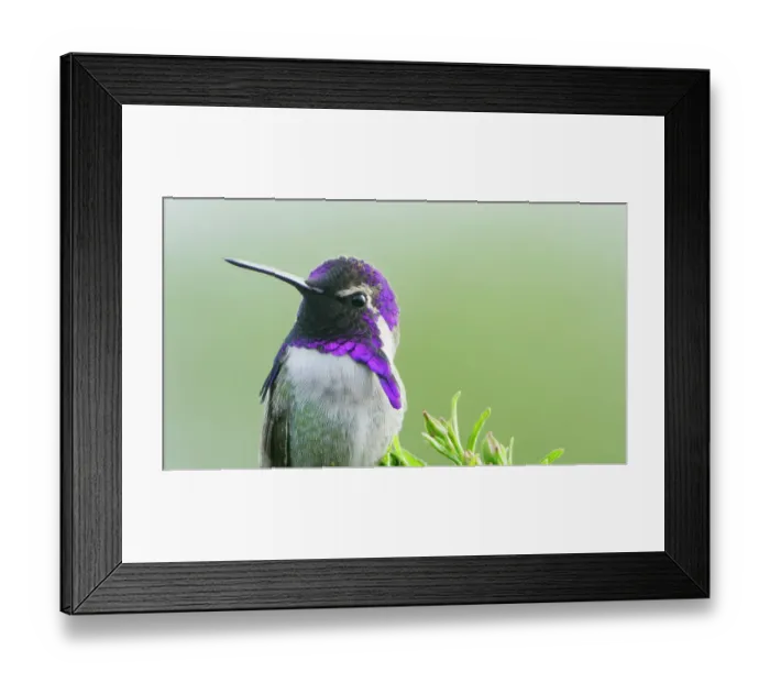Framed Print : Costa's hummingbird (Calypte costae) male, portrait, showing purple iridescence of head and neck feathers, Coachella Valley, California, USA Framed Print : Costa's hummingbird (Calypte costae) male, portrait, showing purple iridescence of head and neck feathers, Coachella Valley, California, USA