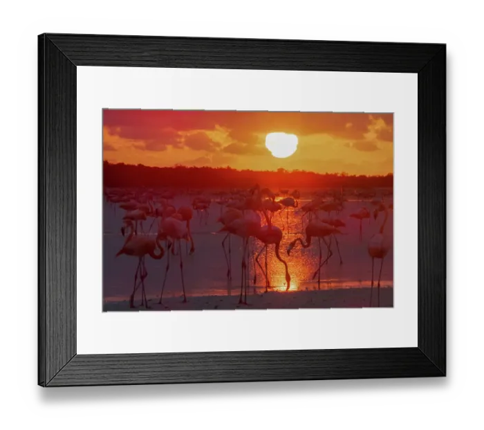Framed Print : American flamingo (Phoenicopterus ruber) flock, feeding in lake at sunset, Rio Lagartas Biosphere Reserve, Yucatan Peninsula, Mexico Framed Print : American flamingo (Phoenicopterus ruber) flock, feeding in lake at sunset, Rio Lagartas Biosphere Reserve, Yucatan Peninsula, Mexico