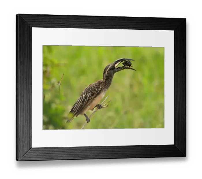 Framed Print : African grey hornbill (Lophoceros nasutus) perched on branch, feeding on large beetle, Tarangire National Park, Tanzania Framed Print : African grey hornbill (Lophoceros nasutus) perched on branch, feeding on large beetle, Tarangire National Park, Tanzania
