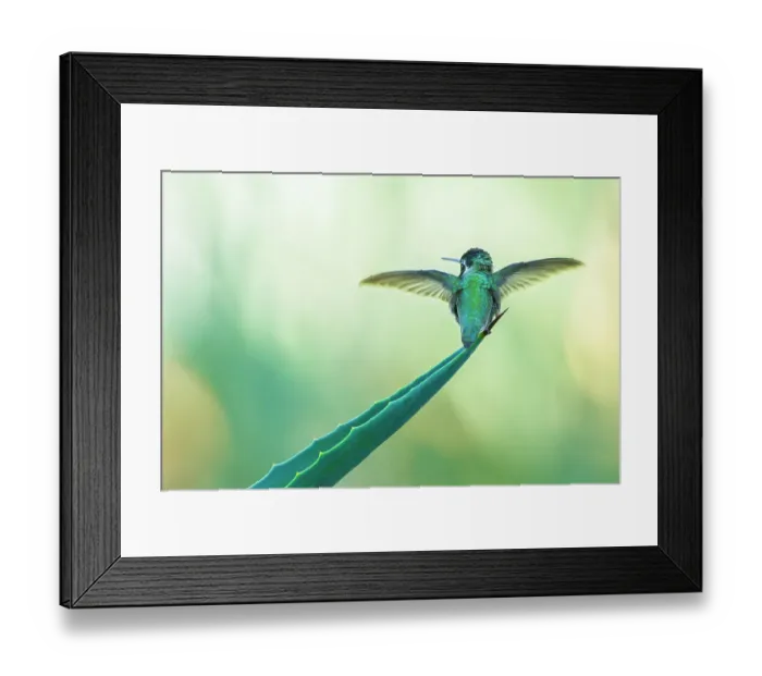 Framed Print : Costa's hummingbird (Calypte costae) male, spreading its wings before taking flight, Coachella Valley, California, USA Framed Print : Costa's hummingbird (Calypte costae) male, spreading its wings before taking flight, Coachella Valley, California, USA
